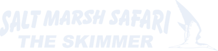 Salt Marsh Safari - The Skimmer