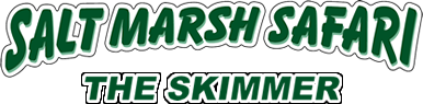 The Skimmer - Salt Marsh Safari